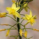 Bulbine asphodeloides