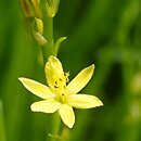 Bulbine (bulbine)