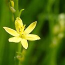 Bulbine semibarbata (bulbine)