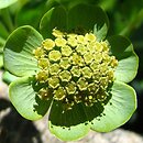 Bupleurum angulosum