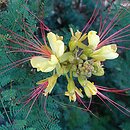 Erythrostemon gilliesii (brezylka cytrynowa)