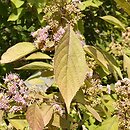 Callicarpa cathayana (pięknotka katajska)