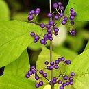 Callicarpa dichotoma (pięknotka rozwidlona)