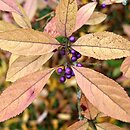 Callicarpa membranacea