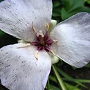 Calochortus splendens