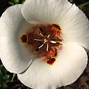 Calochortus superbus