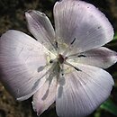 Calochortus uniflorus