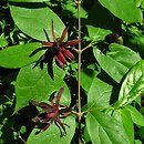 Calycanthus floridus var. glaucus
