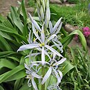 Camassia cusickii (kamasja Cusicka)