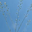 Camelina rumelica (lnicznik rumelijski)