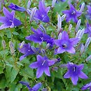 Campanula bayerniana