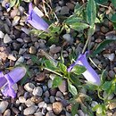 Campanula carpatha