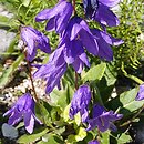 Campanula collina