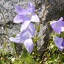 Campanula patula ssp. epigaea