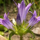 Campanula lingulata