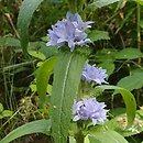 Campanula moesiaca