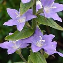 Campanula primulifolia