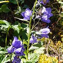 Campanula rhomboidalis