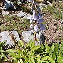 Campanula sarmatica (dzwonek sarmacki)