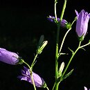 Campanula sibirica ssp. divergens