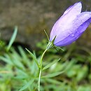 Campanula trojanensis