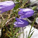 Campanula velebitica