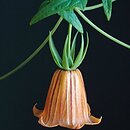 Canarina canariensis