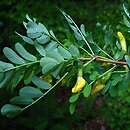 Caragana decorticans