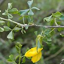 Caragana laeta