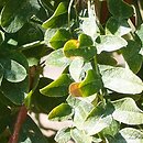 Caragana turkestanica (karagana turkiestańska)