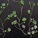 Cardamine occulta (rzeżucha wschodnia)