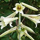 Cardiocrinum giganteum (kardiokrynum olbrzymie)