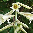Cardiocrinum