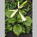 Cardiocrinum cordatum