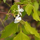 Cardiospermum grandiflorum
