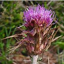 Carduus macrocephalus (oset wielkogłówkowy)