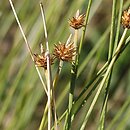 Carex capitata