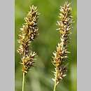 Carex diandra (turzyca obła)