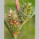 Carex extensa (turzyca wyciągnięta)