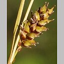 Carex hostiana (turzyca Hosta)
