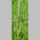 Carex nigra ssp. juncea (turzyca sitowata)