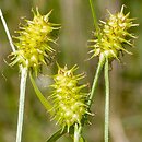 Carex lepidocarpa (turzyca łuszczkowata)