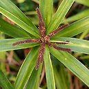 Carex phyllocephala