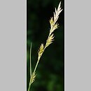 Carex repens (turzyca poznańska)
