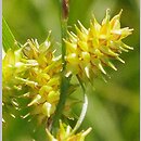 Carex viridula (turzyca Oedera)