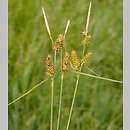 Carex ×schatzii