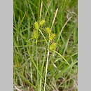 Carex ×subviridula