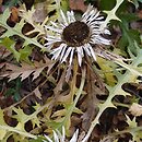 Carlina acaulis ssp. caulescens (dziewięćsił bezłodygowy wyniesiony)