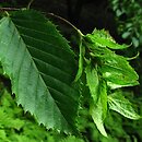 Carpinus caroliniana (grab amerykański)