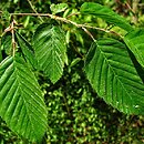 Carpinus fargesiana